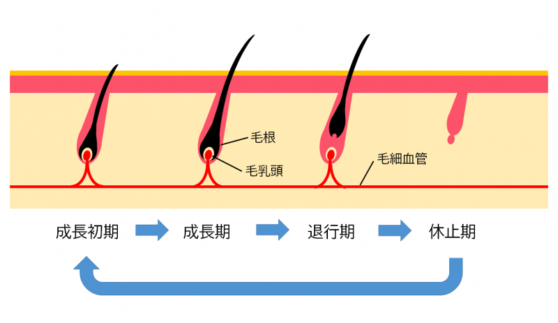 毛周期(ヘアサイクル)の解説図